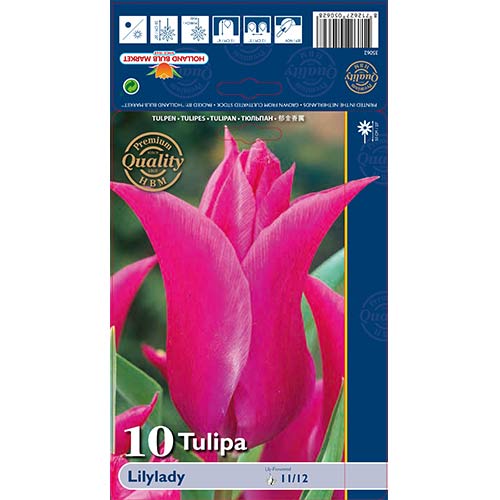 Tulip Lilylady interface.art foto 1 Tulip Lilylady interface.image 1 interface.art 67760