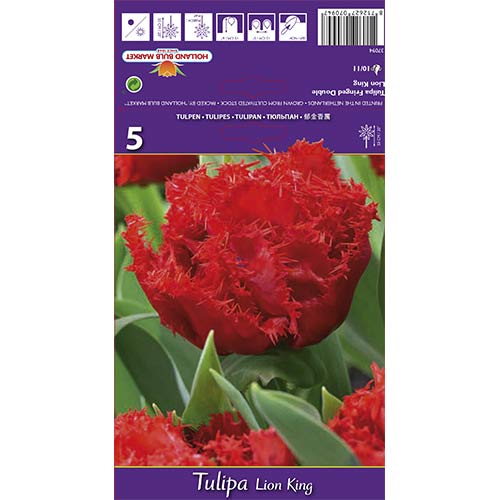 Tulip Lion King interface.art foto 1 Tulip Lion King interface.image 1 interface.art 67697