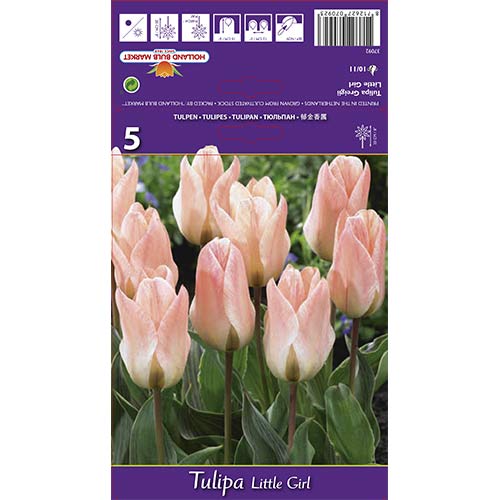 Tulip Little Girl interface.art foto 1 Tulip Little Girl interface.image 1 interface.art 68108