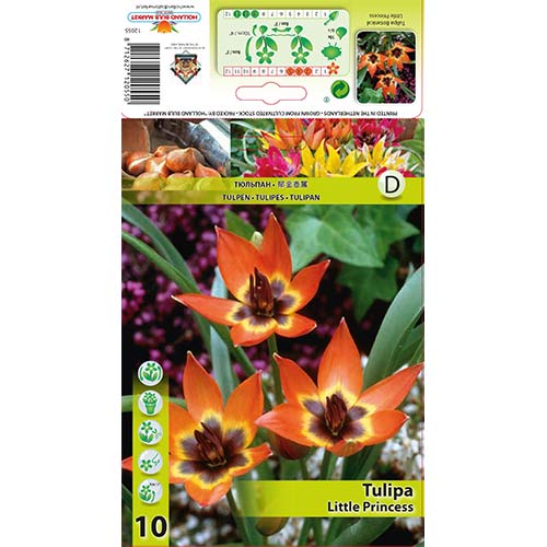 Tulip Little Princess interface.art foto 1 Tulip Little Princess interface.image 1 interface.art 70295