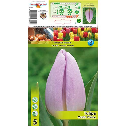 Tulip Mistic Prince interface.art foto 1 Tulip Mistic Prince interface.image 1 interface.art 68084