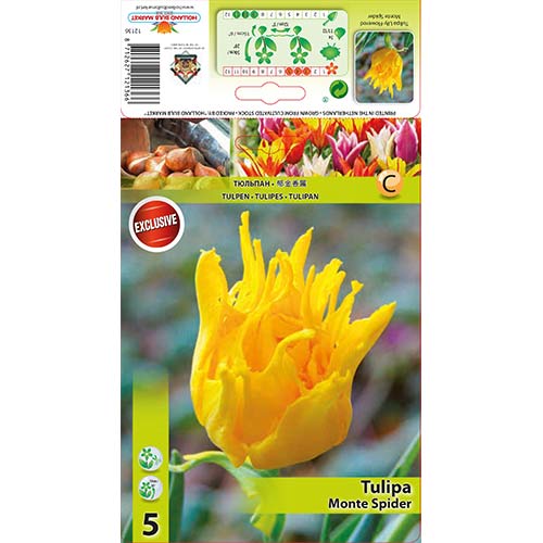 Tulip Monte Spider interface.art foto 1 Tulip Monte Spider interface.image 1 interface.art 67776