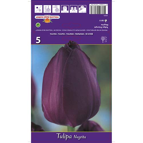 Tulip Negrita interface.art foto 1 Tulip Negrita interface.image 1 interface.art 67842