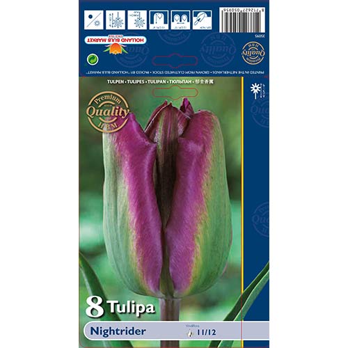 Tulip Night Rider interface.art foto 1 Tulip Night Rider interface.image 1 interface.art 68044