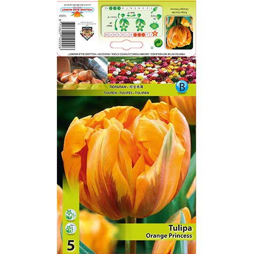 Tulip Orange Princess interface.art foto 1 Tulip Orange Princess interface.image 1 interface.art 67781