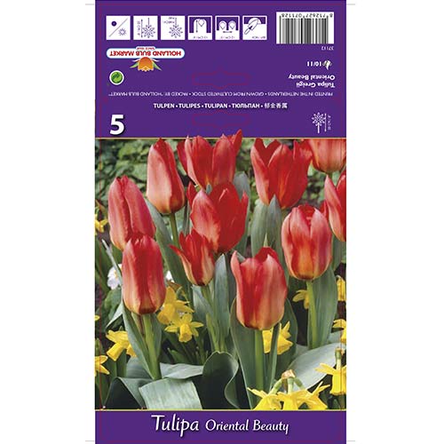 Tulip Oriental Beauty interface.art foto 1 Tulip Oriental Beauty interface.image 1 interface.art 67785