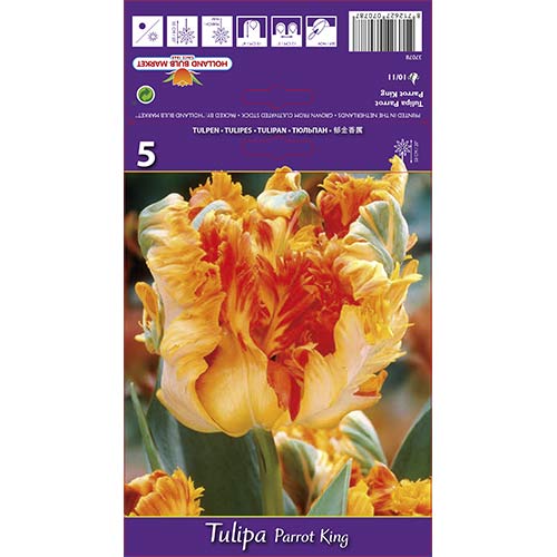 Tulip Parrot King interface.art foto 1 Tulip Parrot King interface.image 1 interface.art 67801