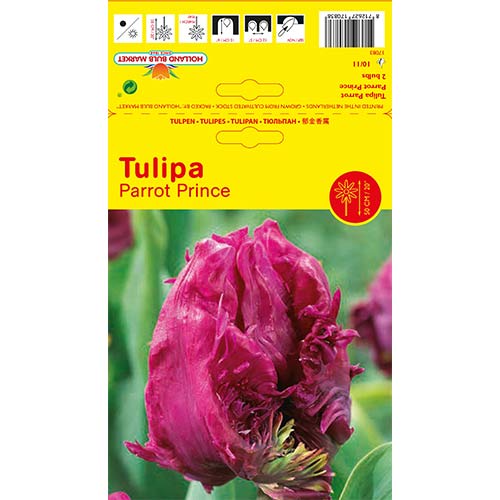 Tulip Parrot Prince interface.art foto 1 Tulip Parrot Prince interface.image 1 interface.art 68093