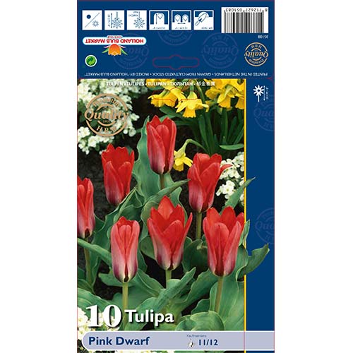 Tulip Pink Dwarf interface.art foto 1 Tulip Pink Dwarf interface.image 1 interface.art 67794