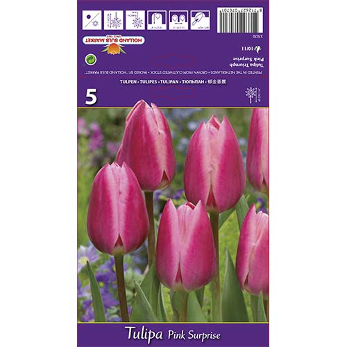 Tulip Pink Surprise interface.art foto 1 Tulip Pink Surprise interface.image 1 interface.art 67795
