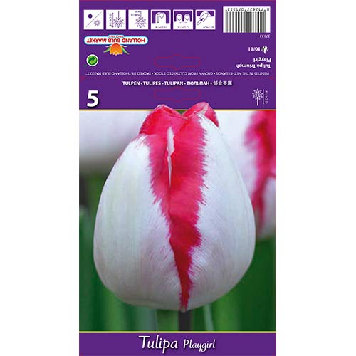 Tulip Playgirl interface.art foto 1 Tulip Playgirl interface.image 1 interface.art 67796