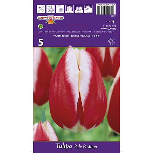 Tulip Pole Position interface.art foto 1 Tulip Pole Position interface.image 1 interface.art 70219