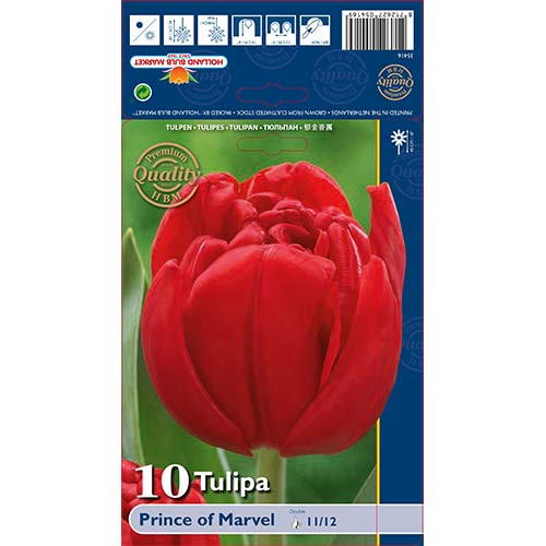 Tulip Prince of Marvel interface.art foto 1 Tulip Prince of Marvel interface.image 1 interface.art 68041