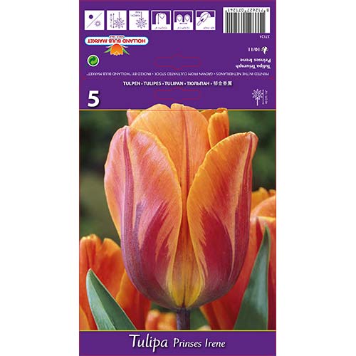 Tulip Princes Irene interface.art foto 1 Tulip Princes Irene interface.image 1 interface.art 67806