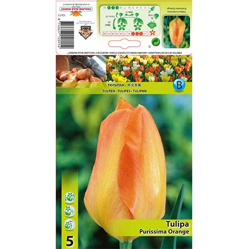 Tulip Purissima Orange interface.art foto 1 Tulip Purissima Orange interface.image 1 interface.art 67782