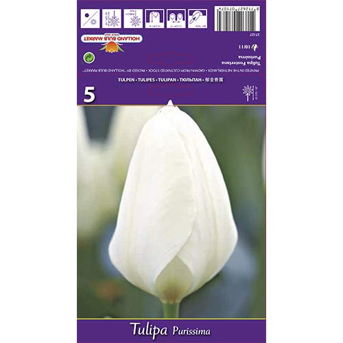 Tulip Purissima interface.art foto 1 Tulip Purissima interface.image 1 interface.art 68111