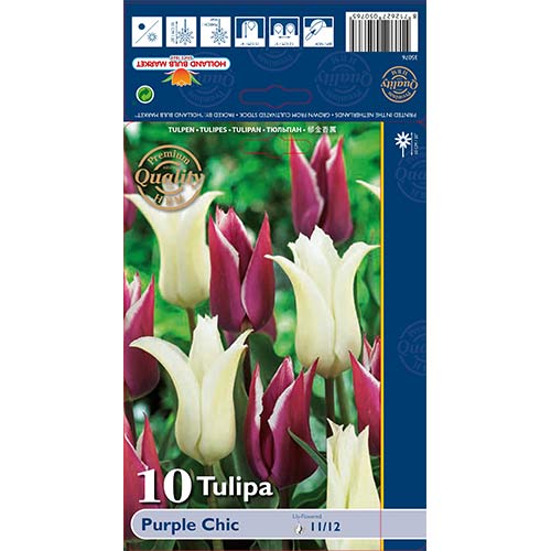 Tulip Purple Chic interface.art foto 1 Tulip Purple Chic interface.image 1 interface.art 68046
