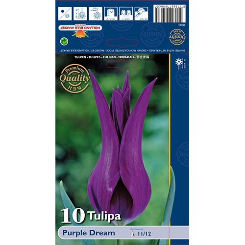 Tulip Purple Dream interface.art foto 1 Tulip Purple Dream interface.image 1 interface.art 67480