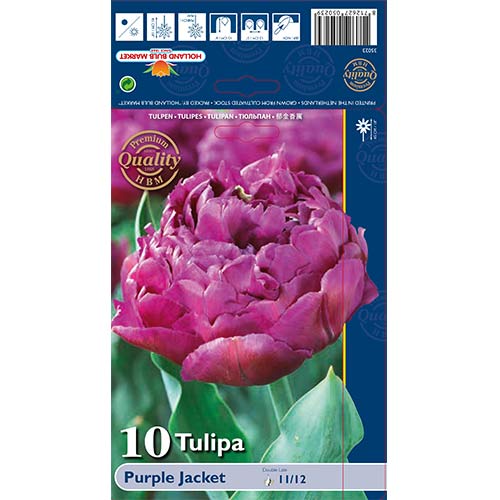 Tulip Purple Jacket interface.art foto 1 Tulip Purple Jacket interface.image 1 interface.art 68040