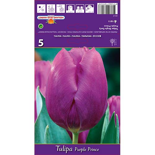Tulip Purple Prince interface.art foto 1 Tulip Purple Prince interface.image 1 interface.art 67791