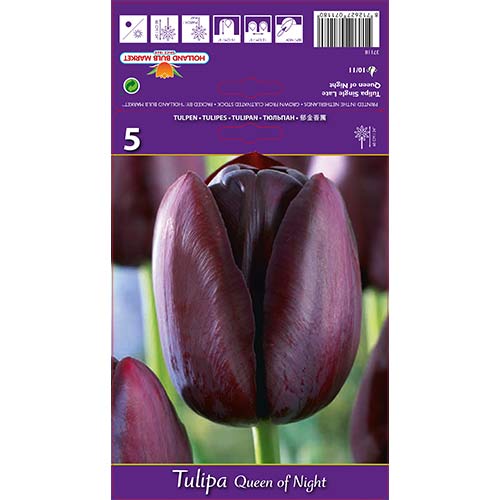 Tulip Queen of Night interface.art foto 1 Tulip Queen of Night interface.image 1 interface.art 67741