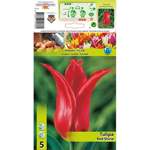 Tulip Red Shine interface.art foto 1 Tulip Red Shine interface.image 1 interface.art 67481