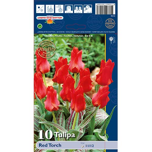 Tulip Red Torch interface.art foto 1 Tulip Red Torch interface.image 1 interface.art 67814