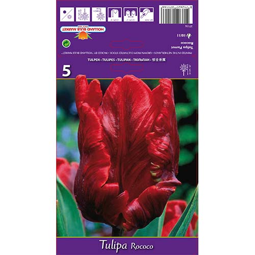Tulip Rococo interface.art foto 1 Tulip Rococo interface.image 1 interface.art 67817