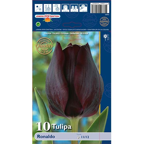 Tulip Ronaldo interface.art foto 1 Tulip Ronaldo interface.image 1 interface.art 67844