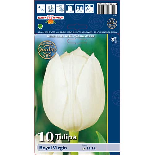 Tulip Royal Virgin interface.art foto 1 Tulip Royal Virgin interface.image 1 interface.art 67819