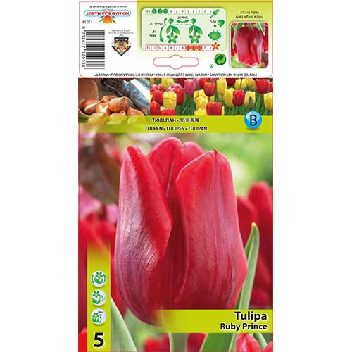 Tulip Ruby Prince interface.art foto 1 Tulip Ruby Prince interface.image 1 interface.art 68086