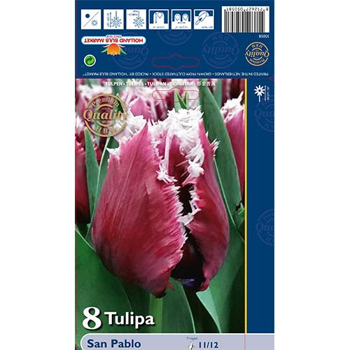 Tulip San Pablo interface.art foto 1 Tulip San Pablo interface.image 1 interface.art 67826