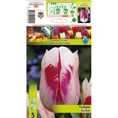 Tulip Sorbet interface.art foto 1 Tulip Sorbet interface.image 1 interface.art 67835