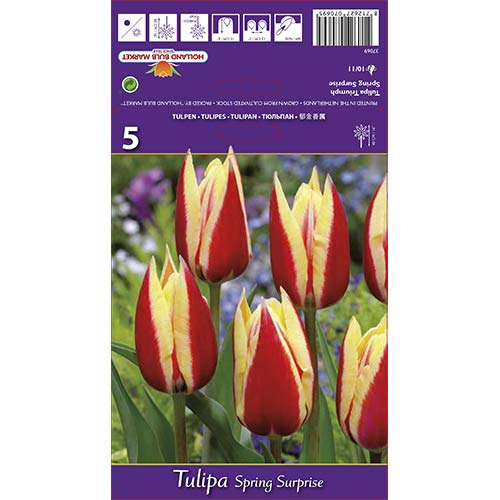 Tulip Spring Surprise interface.art foto 1 Tulip Spring Surprise interface.image 1 interface.art 68112