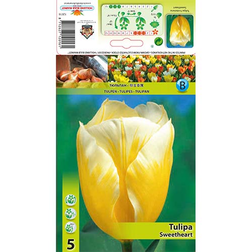 Tulip Sweetheart interface.art foto 1 Tulip Sweetheart interface.image 1 interface.art 67830