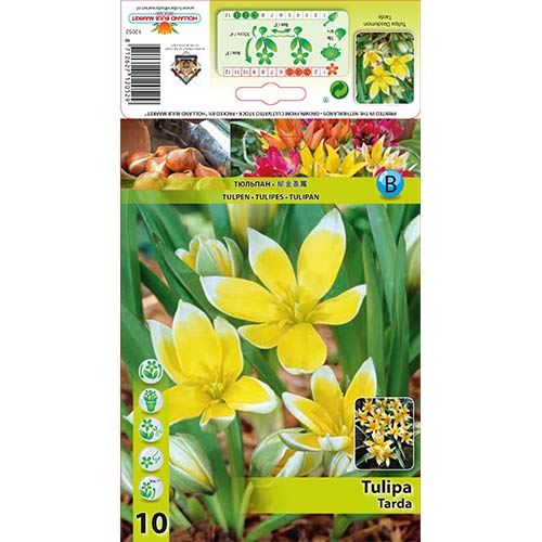 Tulip Tarda interface.art foto 1 Tulip Tarda interface.image 1 interface.art 70296