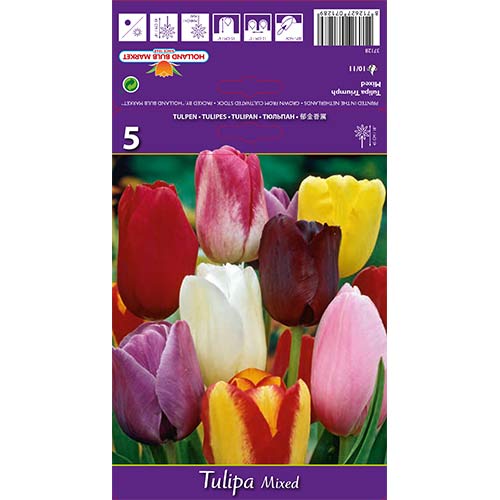 Tulip Triumph, segu interface.art foto 1 Tulip Triumph, segu interface.image 1 interface.art 67846