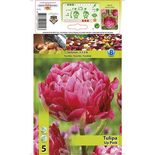 Tulip Up Pink interface.art foto 1 Tulip Up Pink interface.image 1 interface.art 67686