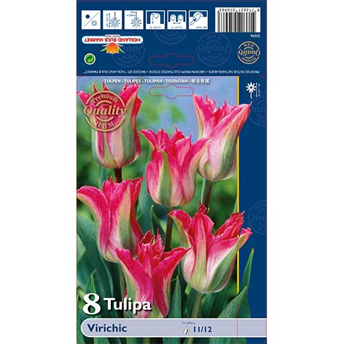 Tulip Virichic interface.art foto 1 Tulip Virichic interface.image 1 interface.art 67712