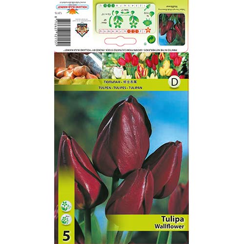 Tulip Wallflower interface.art foto 1 Tulip Wallflower interface.image 1 interface.art 67812