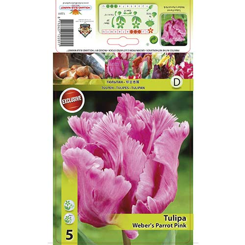 Tulip Webers Parrot Pink interface.art foto 1 Tulip Webers Parrot Pink interface.image 1 interface.art 67711