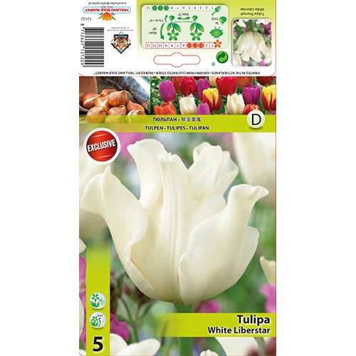 Tulip White Liberstar interface.art foto 1 Tulip White Liberstar interface.image 1 interface.art 67848