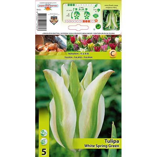 Tulip White Spring Green interface.art foto 1 Tulip White Spring Green interface.image 1 interface.art 67850
