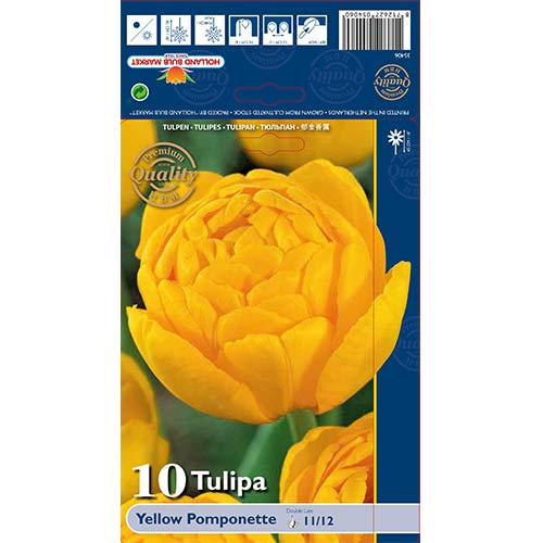 Tulip Yellow Pomponette interface.image 1 interface.art 67733