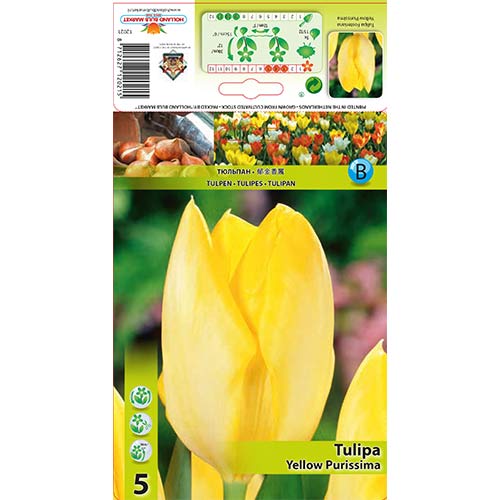 Tulip Yellow Purissima interface.art foto 1 Tulip Yellow Purissima interface.image 1 interface.art 67734
