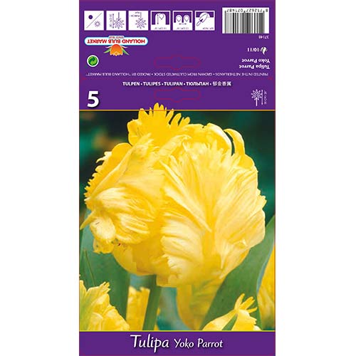 Tulip Yoko Parrot interface.art foto 1 Tulip Yoko Parrot interface.image 1 interface.art 67736
