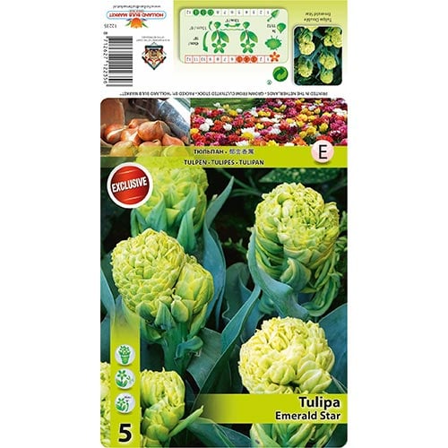 Tulp Emerald Star interface.art foto 1 Tulp Emerald Star interface.image 1 interface.art 68406