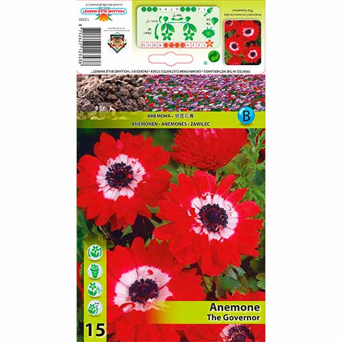 Ülane The Governor interface.image 1 interface.art 76169