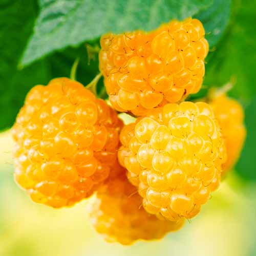 Vaarikas Golden Everest, Р9 interface.image 1 interface.art 5840