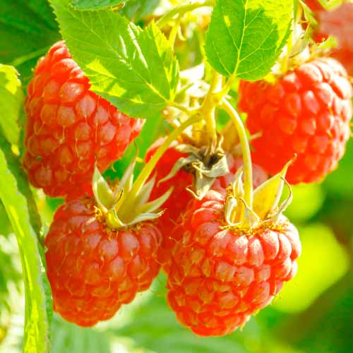 Vaarikas Heritage Red, Р9 interface.image 1 interface.art 7616